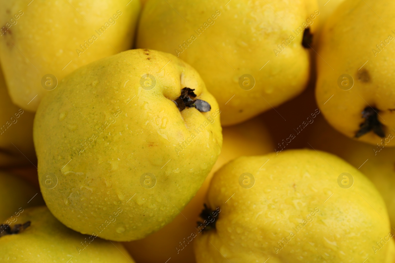 Photo of Delicious ripe quinces with water drops as background, closeup