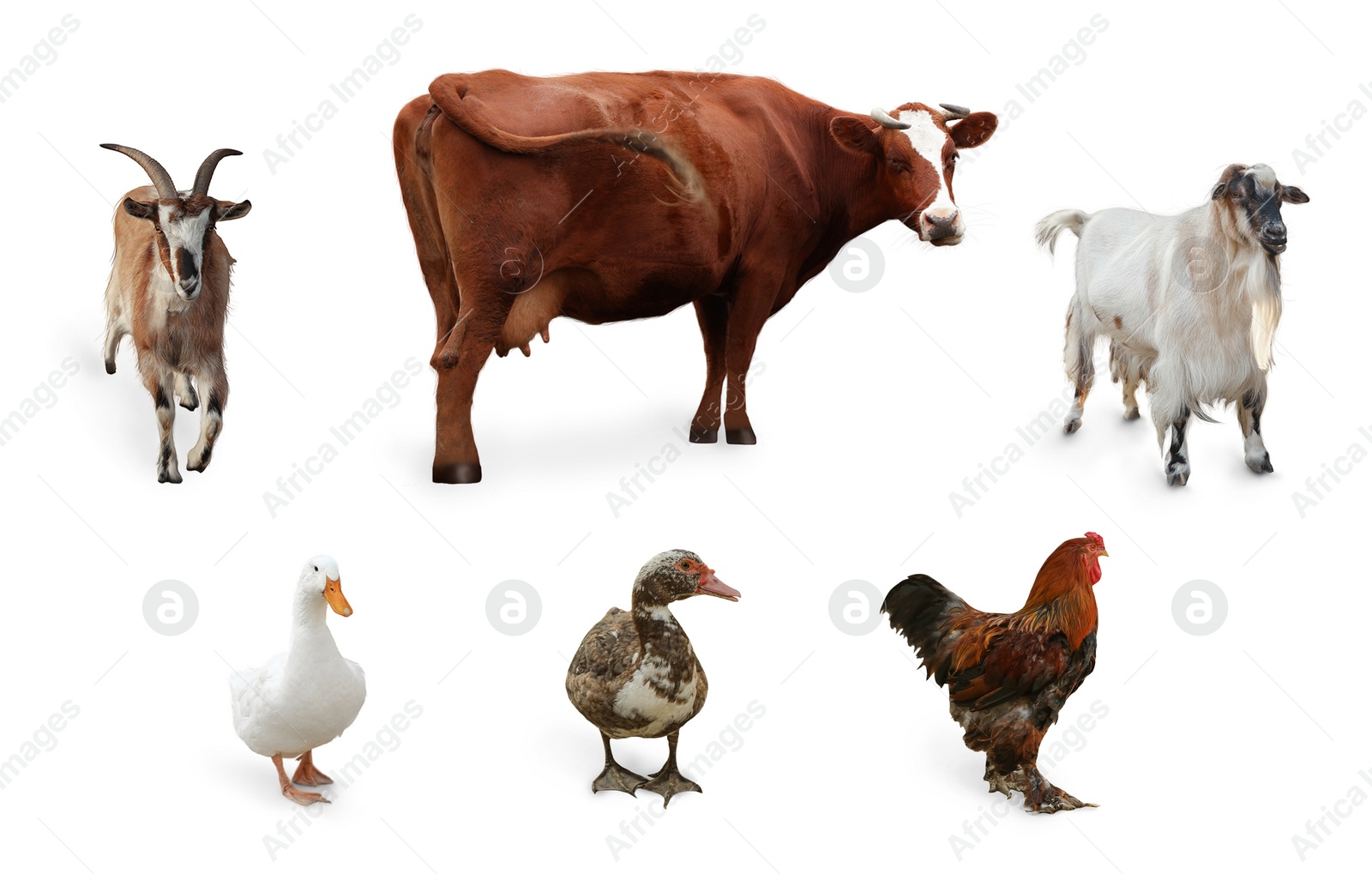 Image of Different farm animals on white background, collage