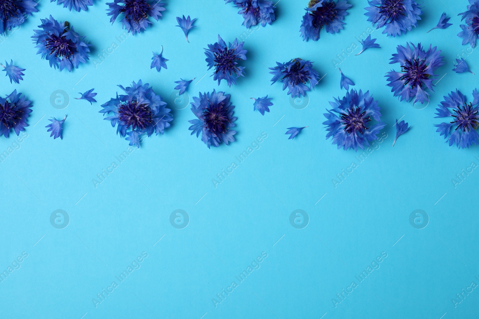 Photo of Beautiful colorful cornflowers on light blue background, flat lay. Space for text