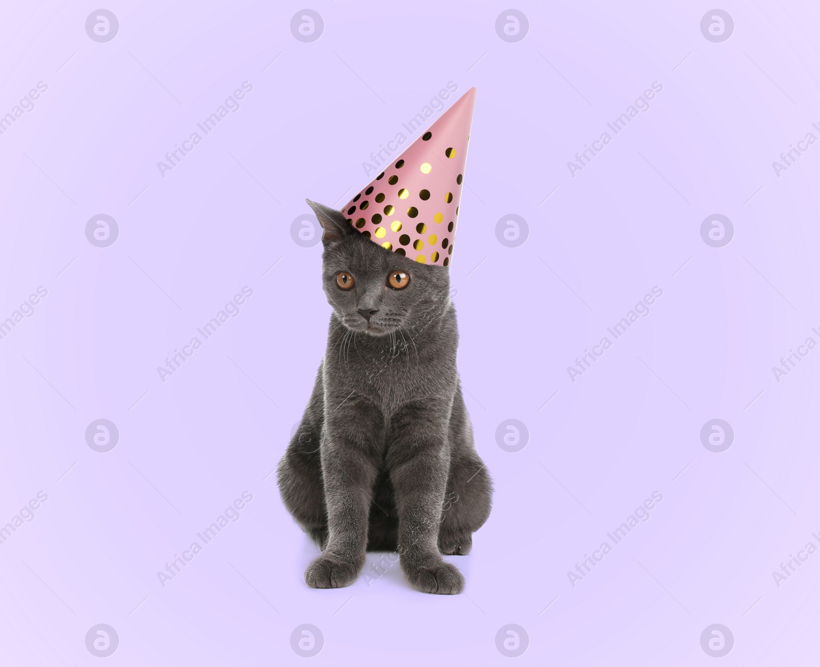 Image of Adorable grey British Shorthair cat with party hat on violet background