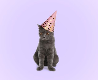Adorable grey British Shorthair cat with party hat on violet background