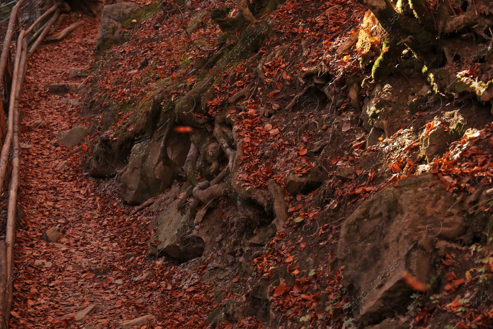 Photo of Fallen leaves on ground in autumn forest