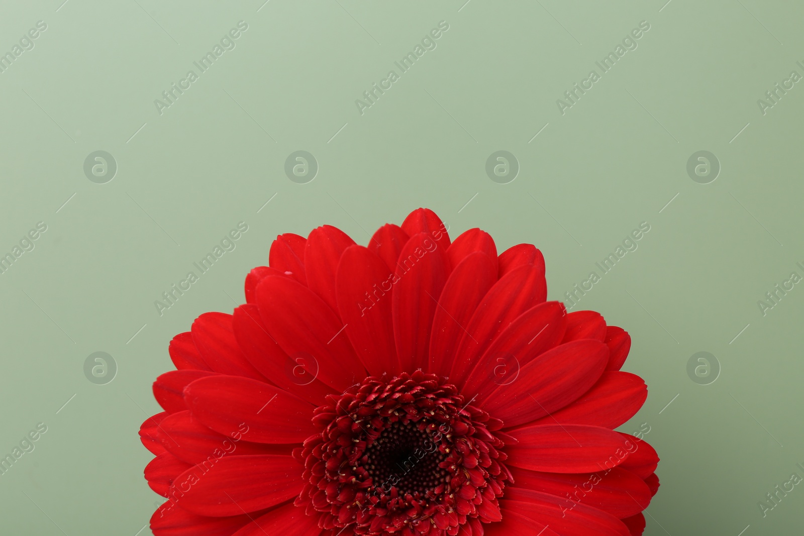 Photo of Beautiful red gerbera flower on pale green background, top view. Space for text