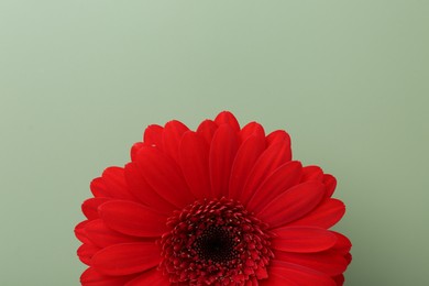 Photo of Beautiful red gerbera flower on pale green background, top view. Space for text