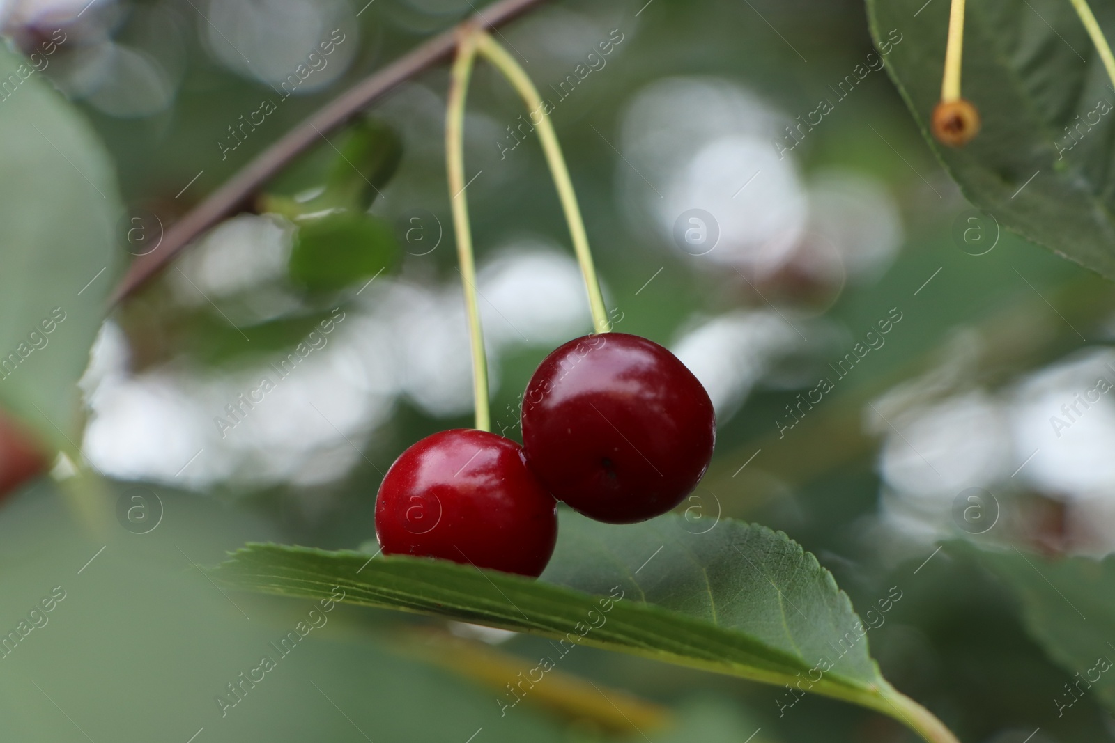 Photo of Closeup view of cherry tree with ripe red berries outdoors