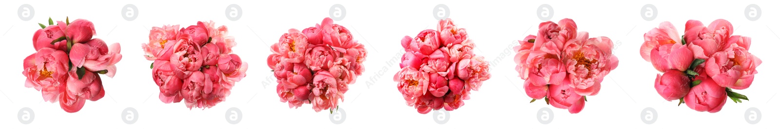 Image of Set of beautiful peonies on white background. Bright bouquets