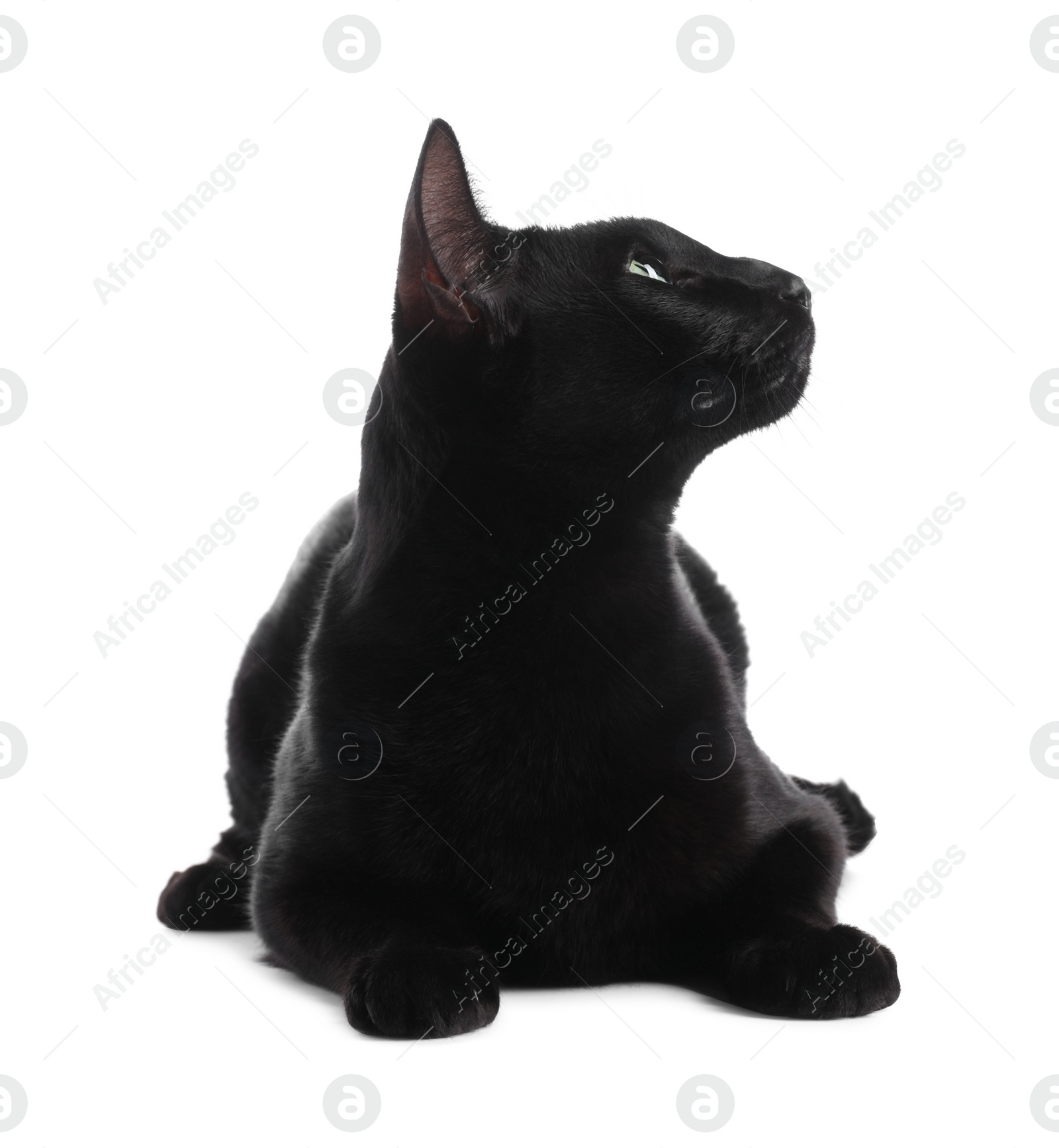 Photo of Adorable black cat with green eyes on white background. Lovely pet