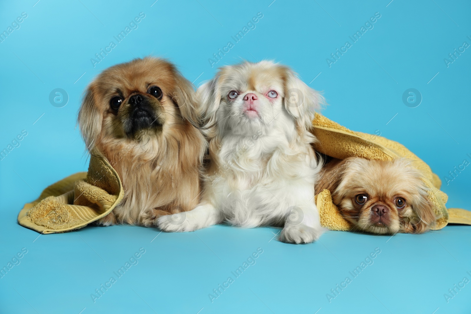 Photo of Cute Pekingese dogs with towel on light blue background. Pet hygiene