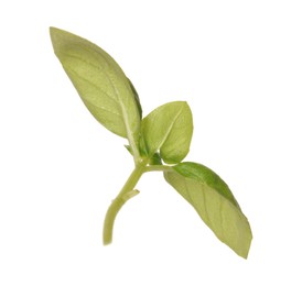 Photo of Fresh green basil leaves isolated on white