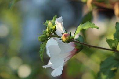 Beautiful white hibiscus flower growing outdoors, closeup