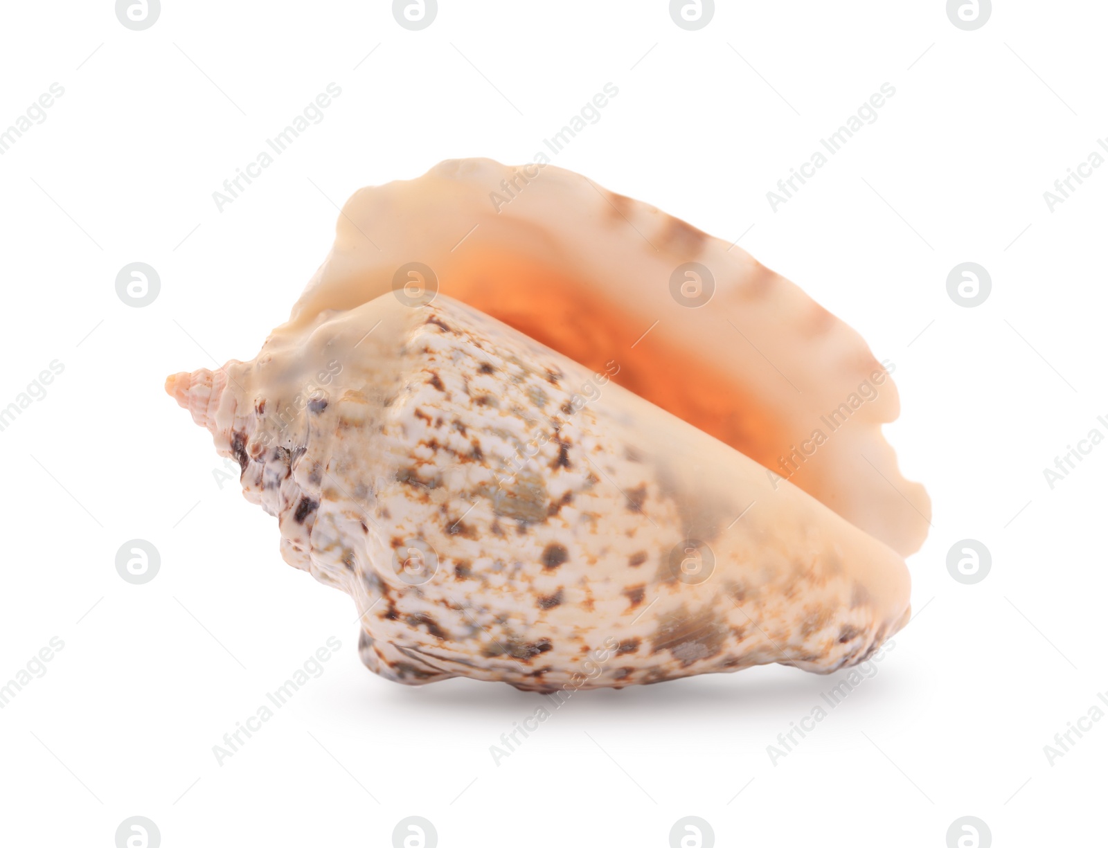 Photo of Beautiful seashell isolated on white. Beach object