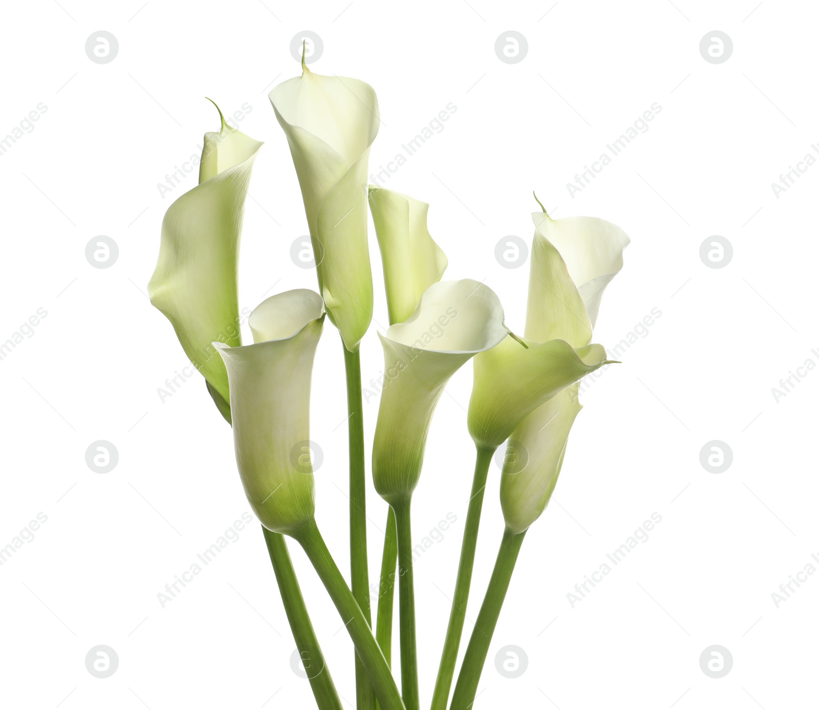 Photo of Beautiful calla lily flowers on white background