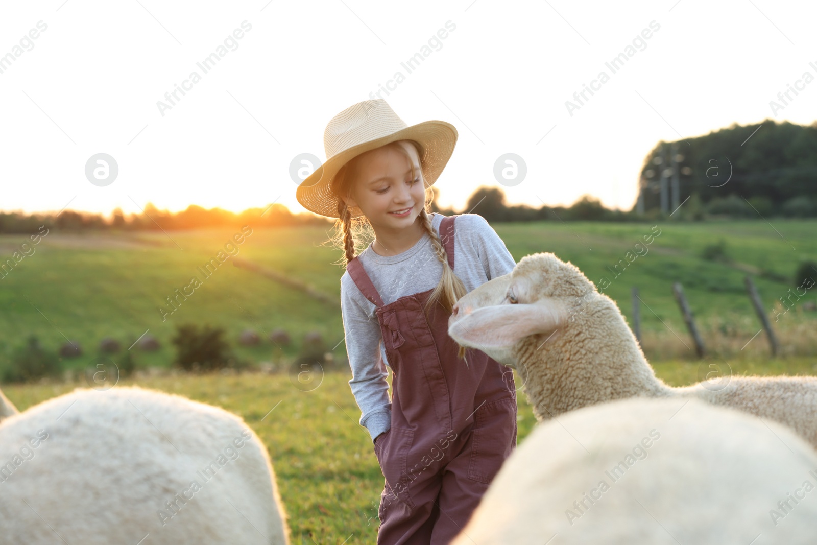 Photo of Girl with sheep on pasture. Farm animals