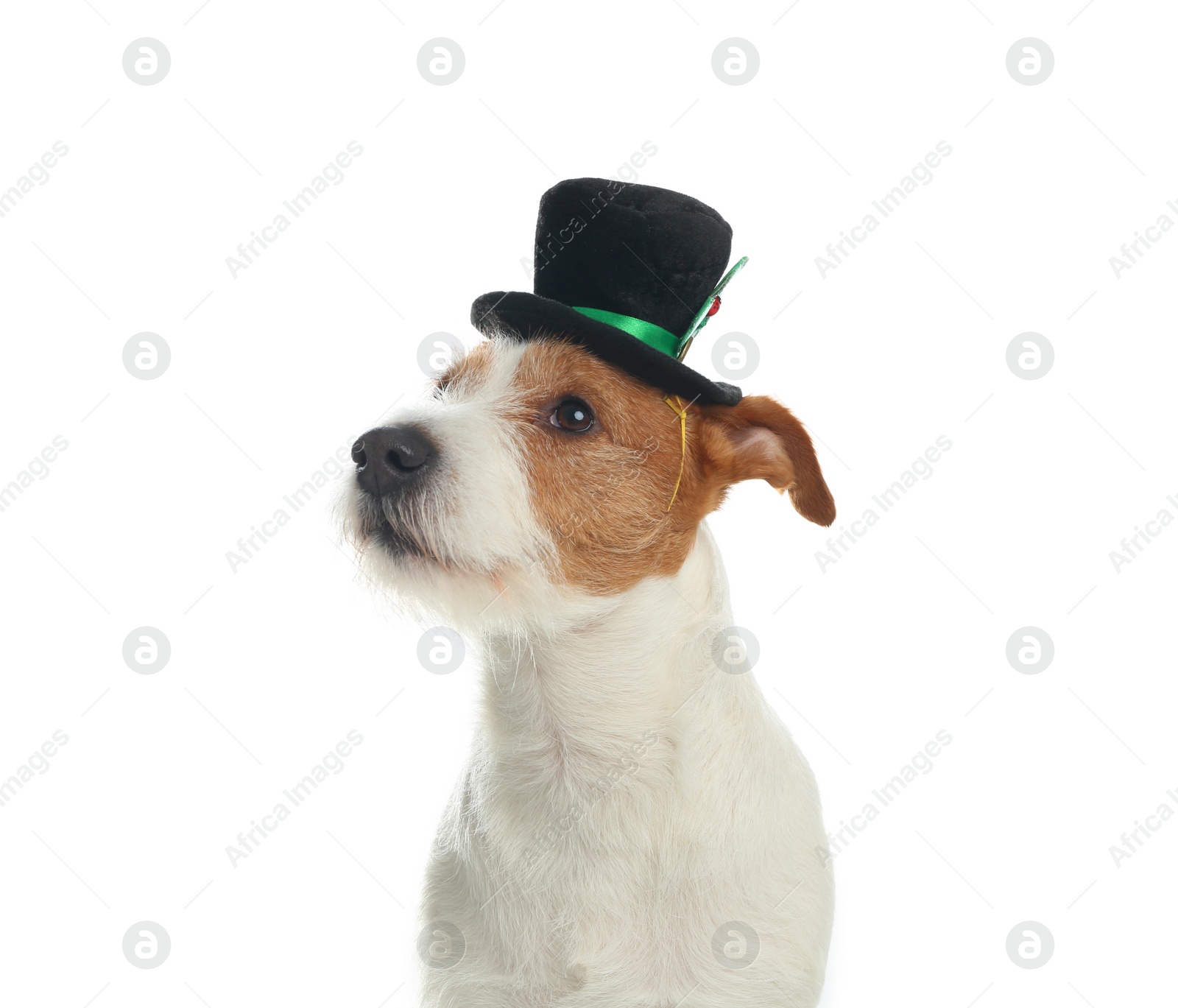 Photo of Jack Russell terrier with leprechaun hat on white background. St. Patrick's Day