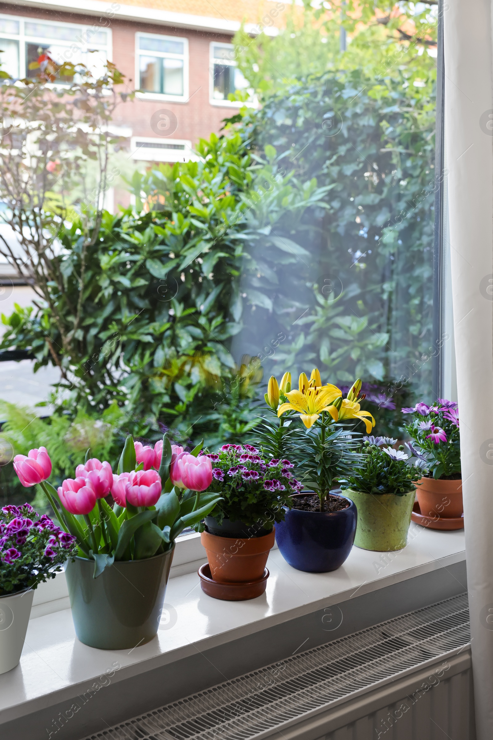 Photo of Many beautiful blooming potted plants on windowsill indoors