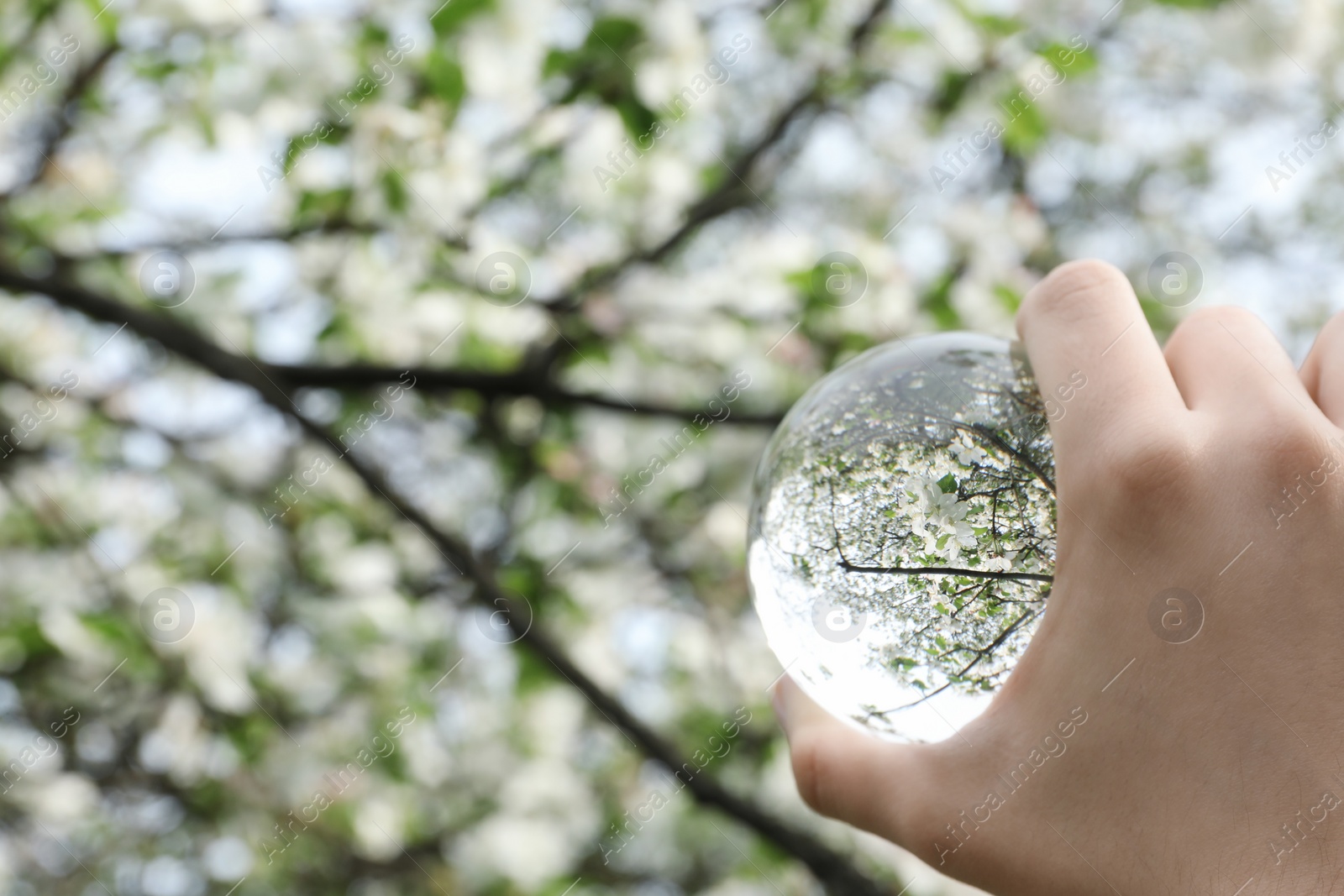 Photo of Beautiful tree with white blossoms outdoors, overturned reflection. Man holding crystal ball in spring garden, closeup. Space for text