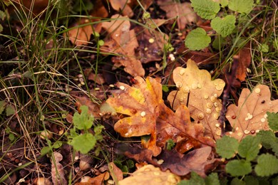 Photo of Fallen leaves after rain on grass in autumn, closeup