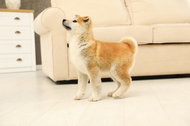 Photo of Cute akita inu puppy on floor in living room