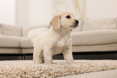 Cute little puppy on beige carpet at home