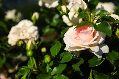 Photo of Green bush with beautiful roses in blooming garden on sunny day