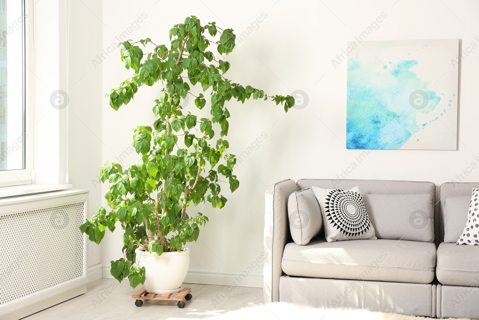 Photo of Stylish room interior with large houseplant and couch