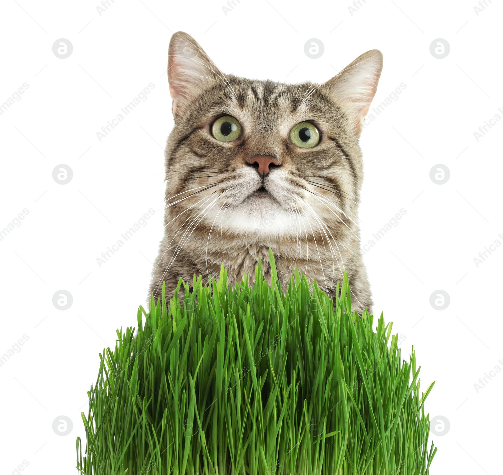 Image of Adorable cat and fresh green grass on white background