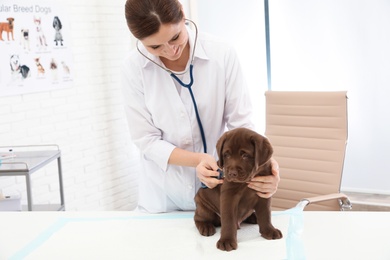 Photo of Professional veterinarian examining cute Labrador puppy in clinic