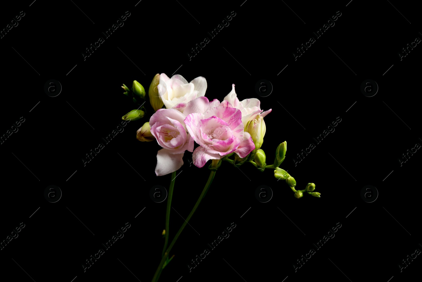 Photo of Beautiful bright freesia flowers on black background