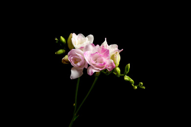 Photo of Beautiful bright freesia flowers on black background