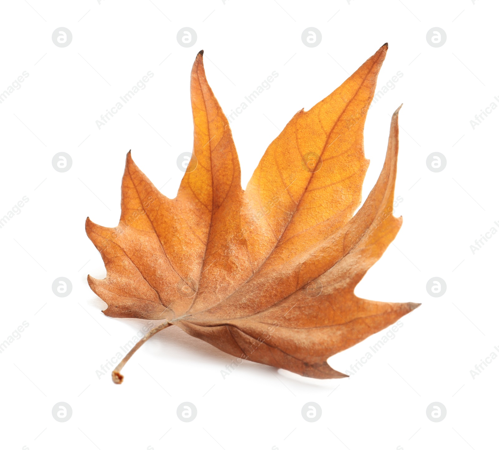 Photo of Beautiful autumn leaf on white background. Fall foliage