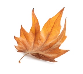 Beautiful autumn leaf on white background. Fall foliage