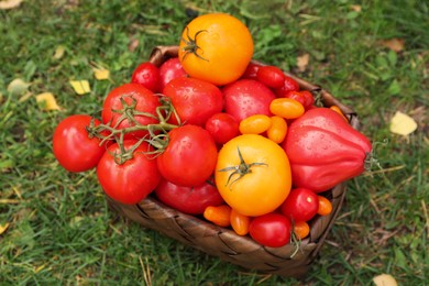 Photo of Basket of fresh tomatoes on green grass outdoors, top view