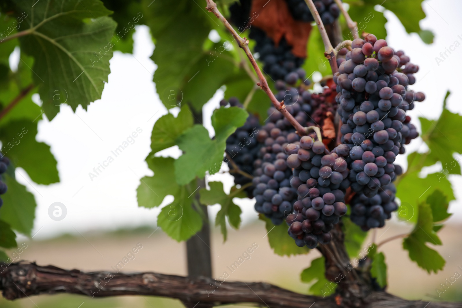 Photo of Bunch of ripe juicy grapes on branch in vineyard