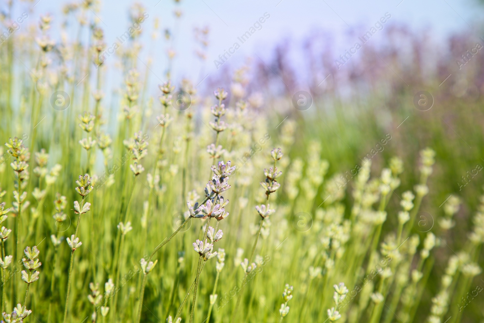 Photo of Beautiful blooming lavender growing in field, closeup. Space for text