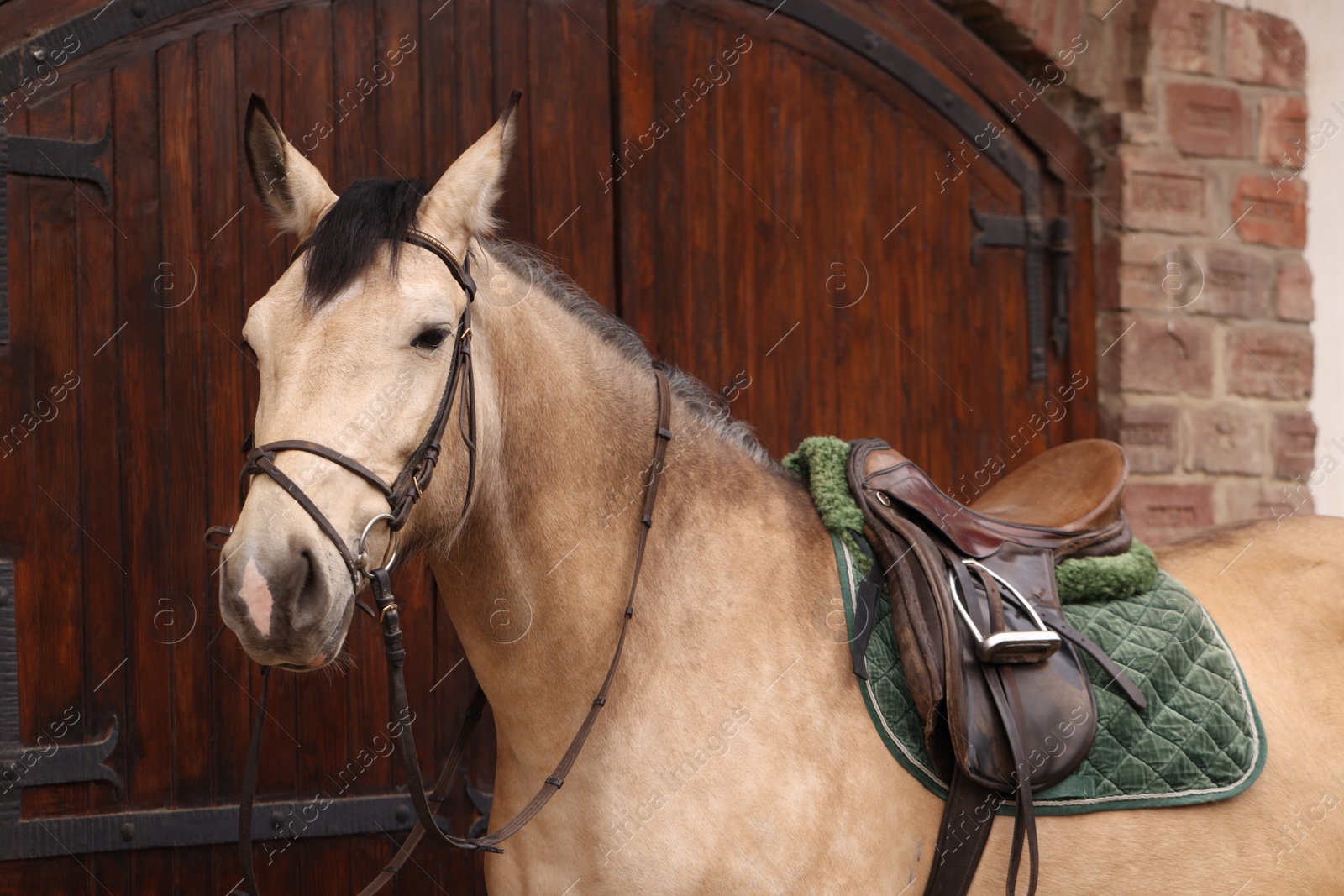 Photo of Adorable horse near barn outdoors. Lovely domesticated pet