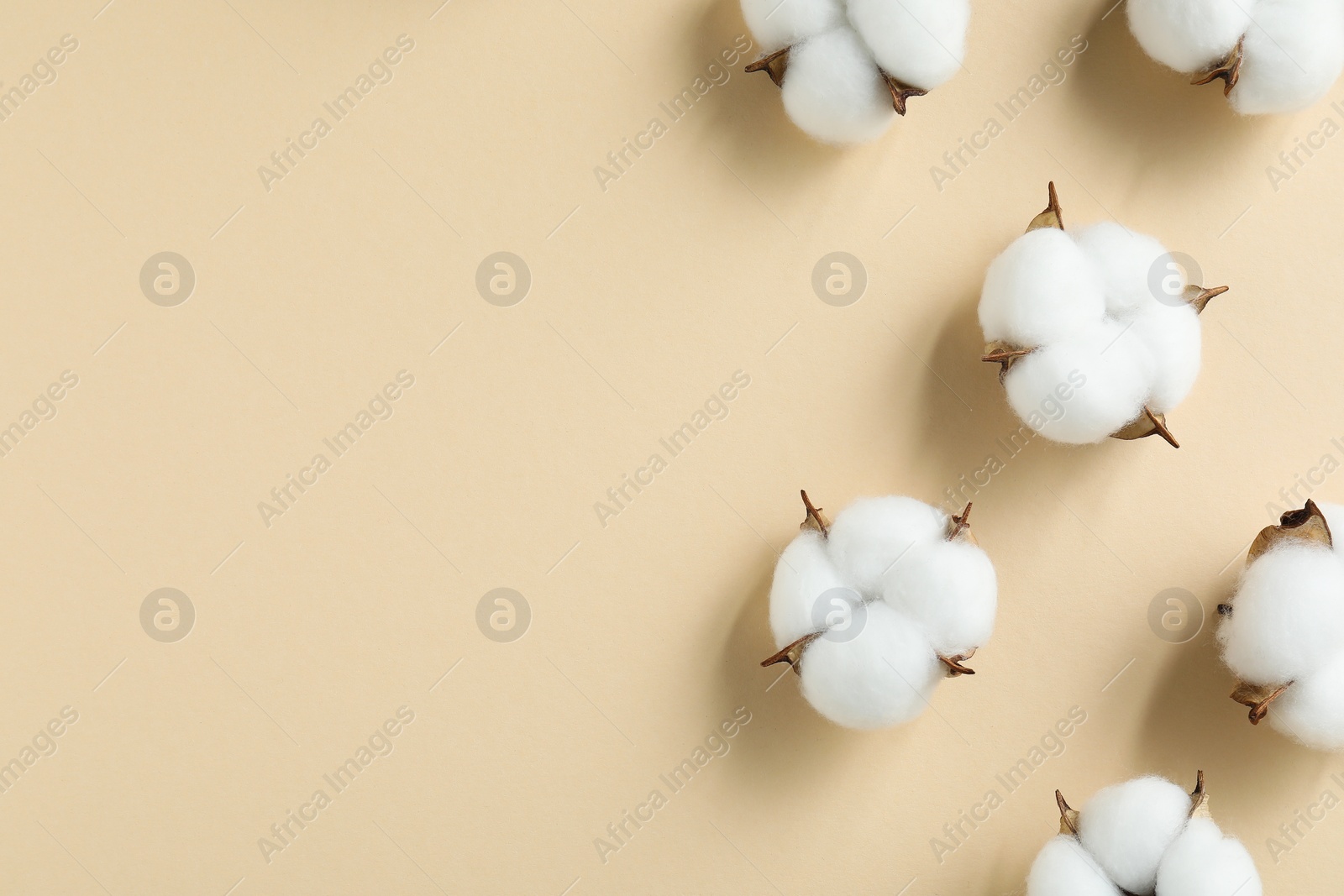 Photo of Fluffy cotton flowers on beige background, flat lay. Space for text