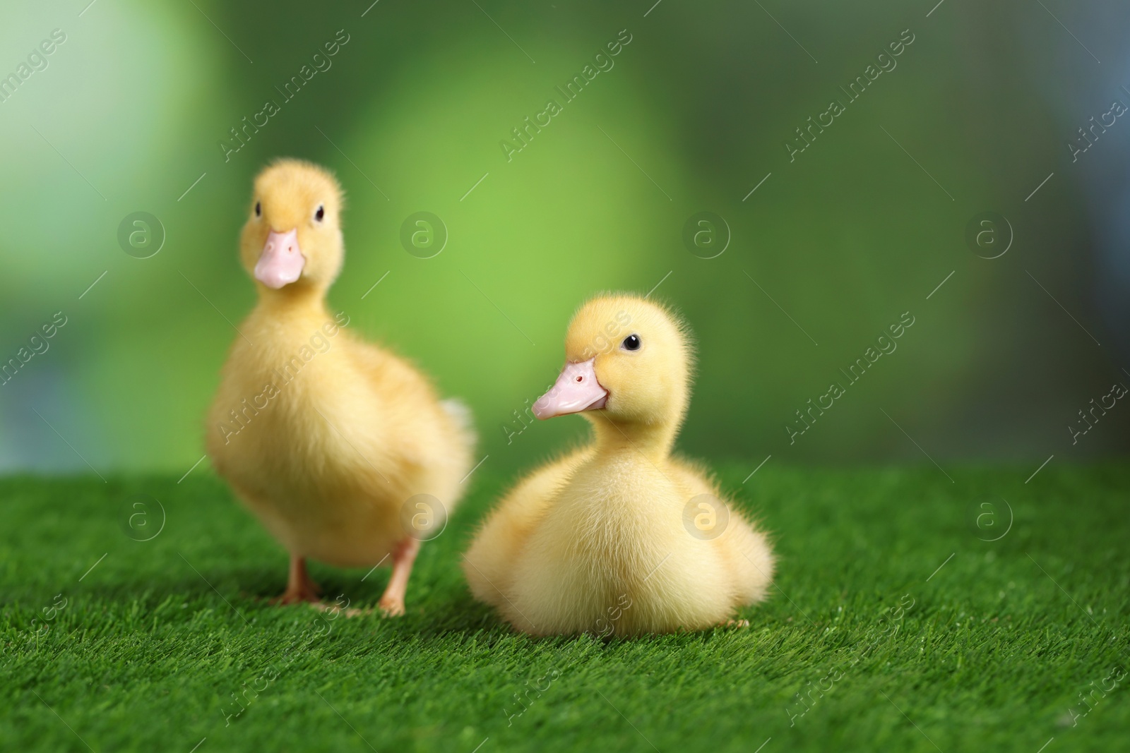 Photo of Cute fluffy ducklings on artificial grass against blurred background, closeup. Baby animals