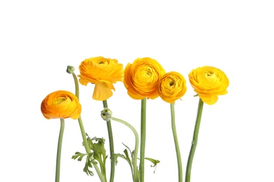 Photo of Beautiful fresh ranunculus flowers on white background