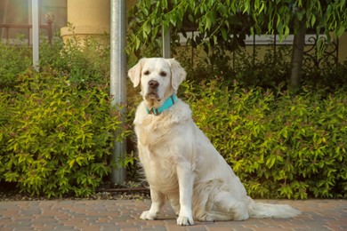 Photo of Adorable White Retriever dog on sidewalk outdoors