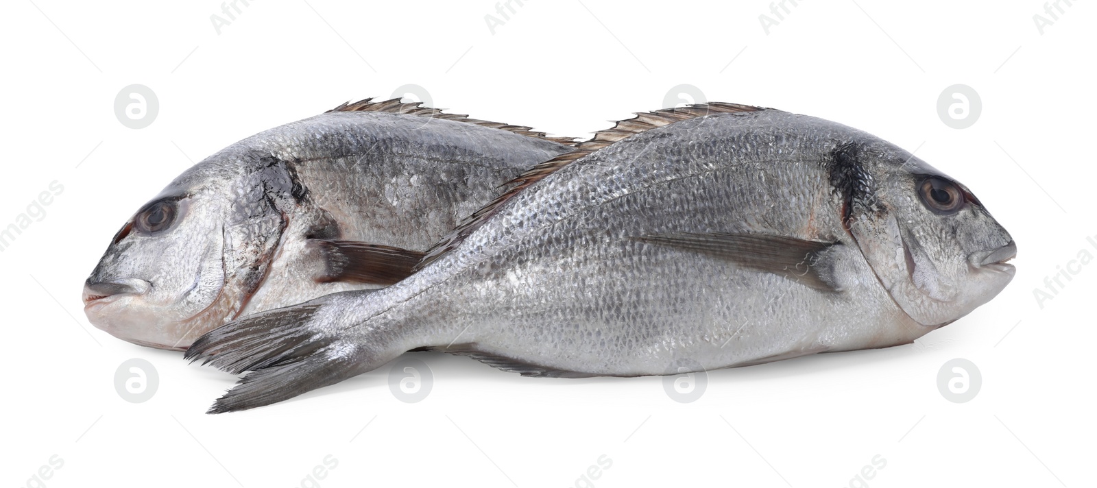 Photo of Fresh raw dorado fish isolated on white