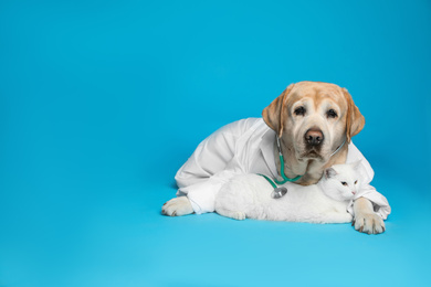 Photo of Cute Labrador dog in uniform with stethoscope as veterinarian and cat on light blue background