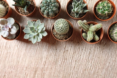 Flat lay composition with different succulent plants in pots on table, space for text. Home decor