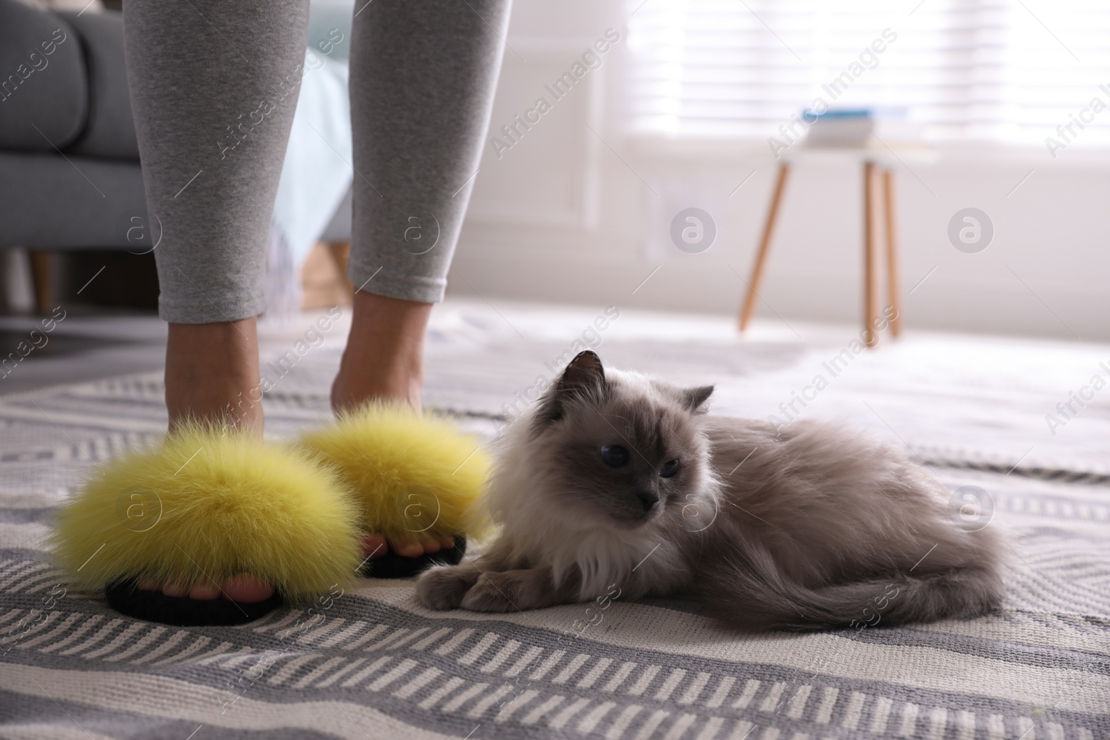 Photo of Woman in stylish soft slippers near cute cat at home, closeup