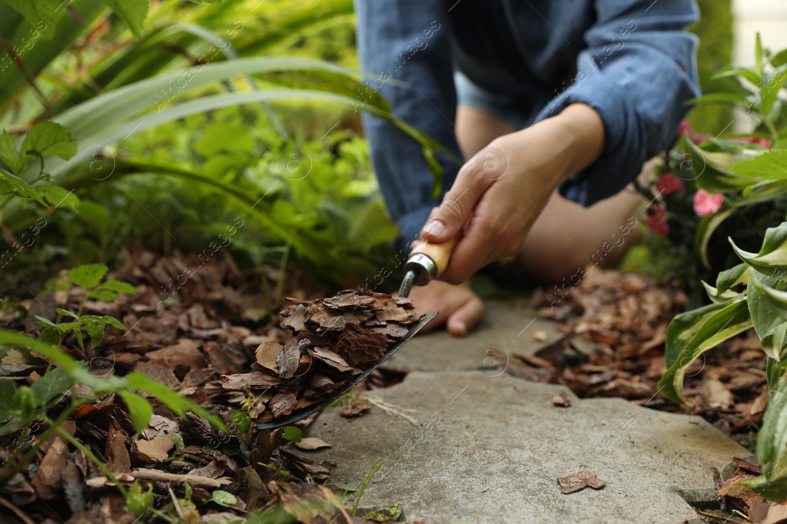 Photo of Woman mulching soil with bark chips in garden, closeup