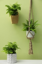 Beautiful fresh potted ferns near green wall