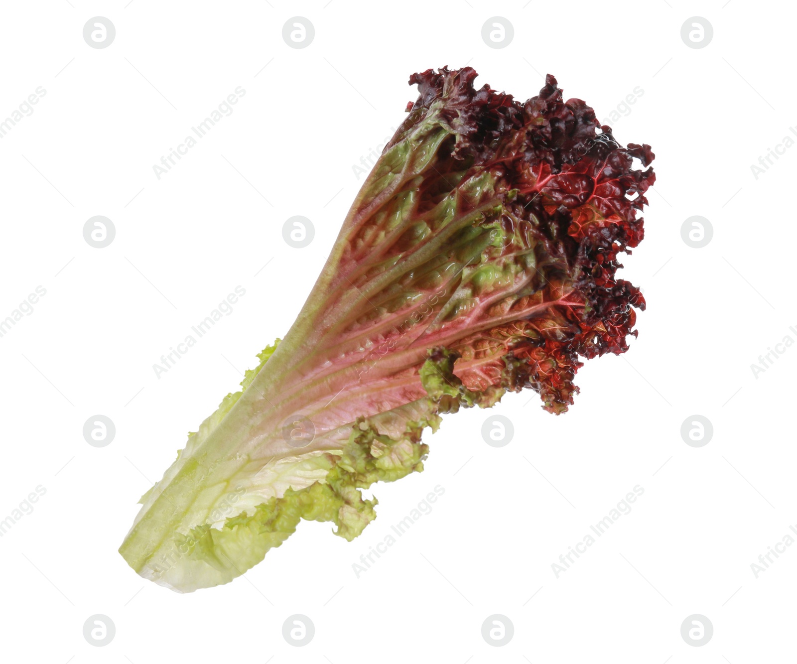 Photo of Leaf of fresh red coral lettuce isolated on white