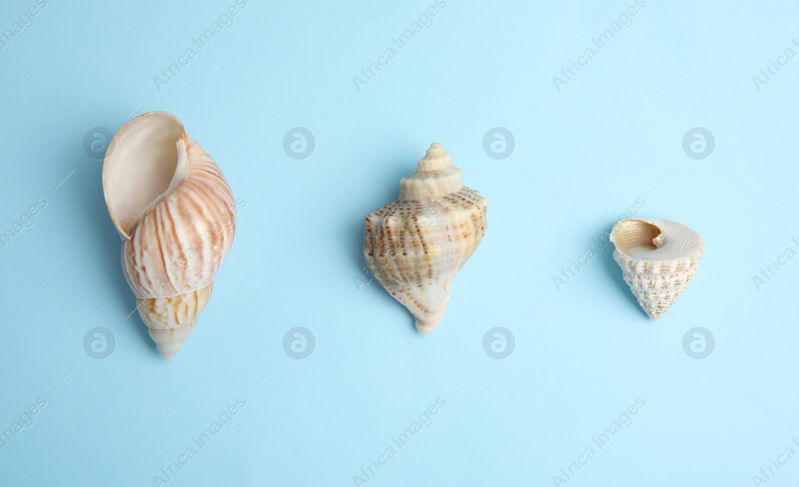 Photo of Different beautiful sea shells on light blue background, flat lay