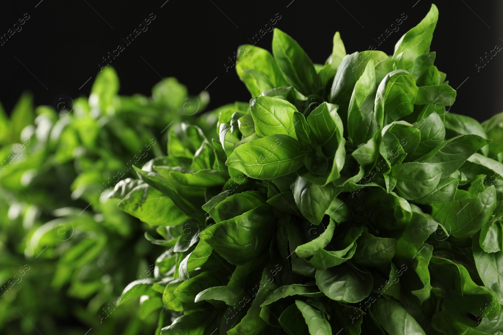 Photo of Fresh green basil leaves on black background, closeup