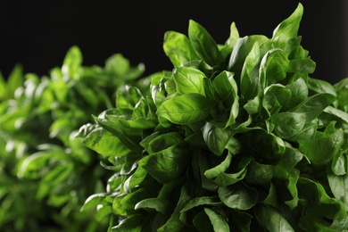 Fresh green basil leaves on black background, closeup