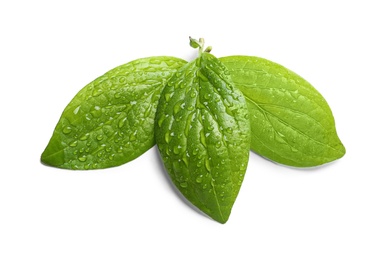 Photo of Green leaves with dew on white background